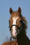 Deutsches Reitpony Portrait