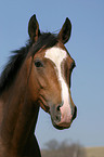 Deutsches Reitpony Portrait