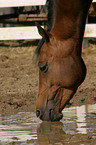 trinkendes Deutsches Reitpony