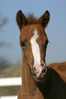 Deutsches Reitpony Fohlen Portrait