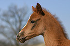 Deutsches Reitpony Fohlen Portrait