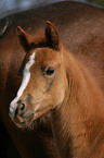 Deutsches Reitpony Fohlen Portrait