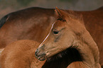 Deutsches Reitpony Fohlen Portrait