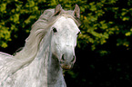 Deutsches Reitpony Portrait