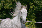 Deutsches Reitpony Portrait