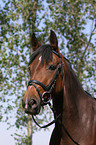 Deutsches Reitpony Portrait