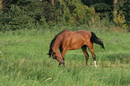 Deutsches Reitpony auf der Weide