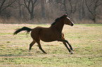 galoppierendes Deutsches Reitpony