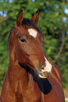 Deutsches Reitpony Portrait