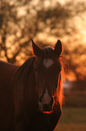 Deutsches Reitpony Portrait