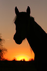 Deutsches Reitpony Portrait im Sonnenuntergang