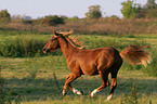 galoppierendes Deutsches Reitpony