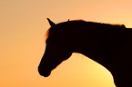 Deutsches Reitpony Portrait im Sonnenuntergang