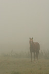 Deutsches Reitpony im Nebel