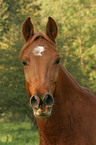 Deutsches Reitpony Portrait