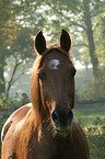 Deutsches Reitpony Portrait