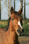 Deutsches Reitpony Portrait