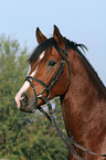 Deutscher Reitpony Hengst Portrait