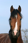 Deutscher Reitpony Hengst Portrait