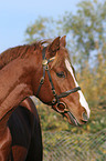 Deutscher Reitpony Hengst Portrait