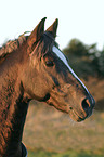 Deutscher Reitpony Hengst Portrait