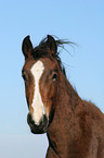 Deutscher Reitpony Hengst Portrait