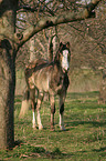 stehendes Deutsches Reitpony