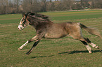 galoppierendes Deutsches Reitpony