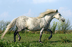 trabendes Deutsches Reitpony