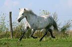 trabendes Deutsches Reitpony