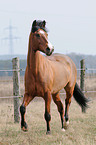 trabendes Deutsches Reitpony