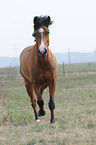 trabendes Deutsches Reitpony