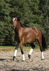 trabender Deutscher Reitpony Hengst