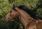 Deutscher Reitpony Hengst Portrait