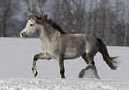 trabendes Deutsches Reitpony