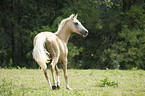 trabendes Deutsches Reitpony