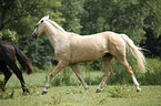 trabendes Deutsches Reitpony