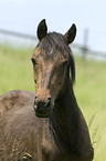 Deutsches Reitpony Portrait