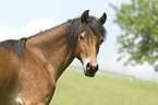 Deutsches Reitpony Portrait