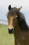 Deutsches Reitpony Portrait