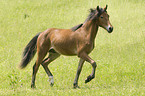 trabendes Deutsches Reitpony