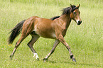 trabendes Deutsches Reitpony