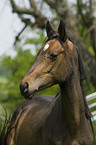 Deutsches Reitpony Portrait