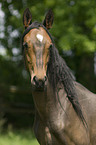 Deutsches Reitpony Portrait