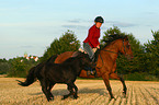 Frau reitet Deutsches Reitpony