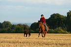 Frau reitet Deutsches Reitpony