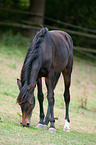 Deutsches Reitpony