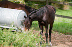 Deutsches Reitpony