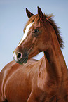 Deutsches Reitpony Portrait