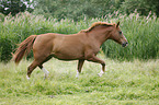 trabendes Deutsches Reitpony